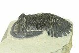 Bargain, Hollardops Trilobite Fossil - Ofaten, Morocco #287459-3